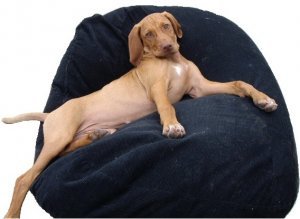 Large Pet Bean Bag   Ginger 2